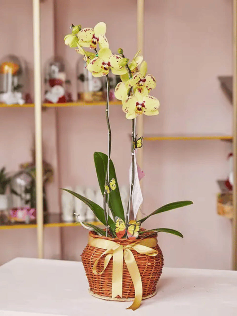 ORCHID BASKET