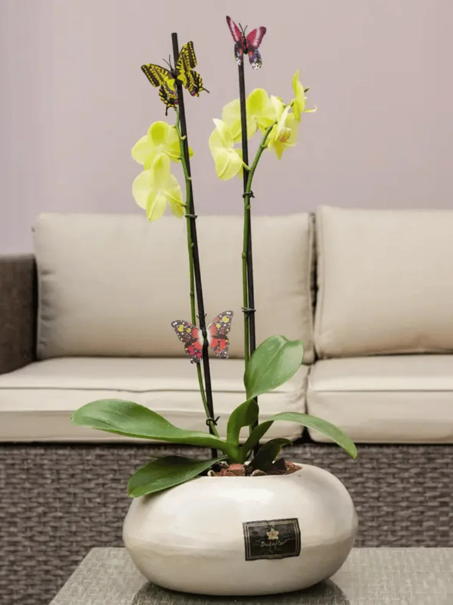 ORCHID PLANT IN BOMBONA