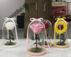 PINK IMMORTALIZED ROSE WITH VIRGIN