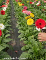 Membresía Romántica Bukaflor