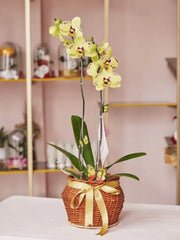 CANASTA DE ORQUIDEA