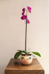 PLANTA ORQUIDEA
