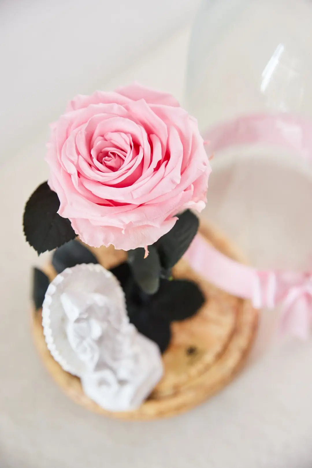 PINK IMMORTALIZED ROSE WITH VIRGIN