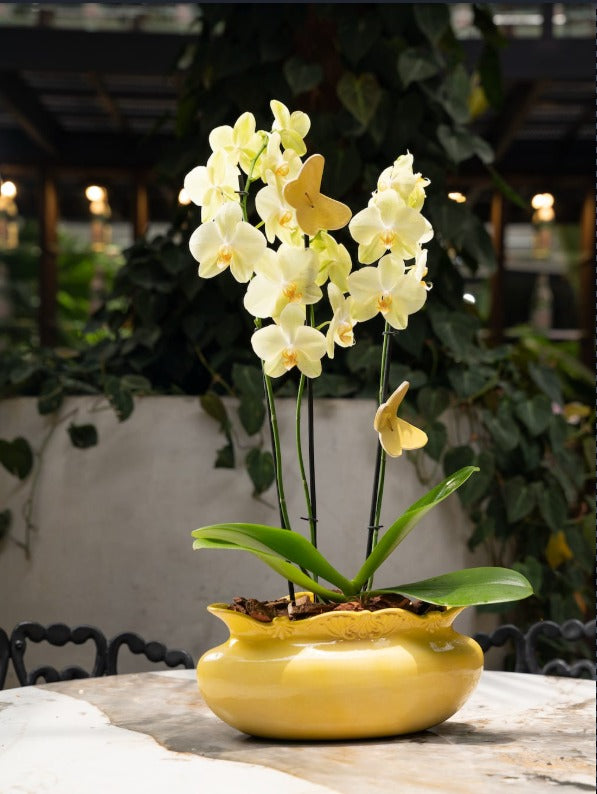 Orquídeas en Jarrón Titanic