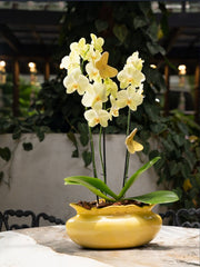 Orquídeas en Jarrón Titanic