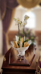 ORQUÍDEA DE CONDOLENCIA