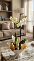 ORQUÍDEA DE CONDOLENCIA